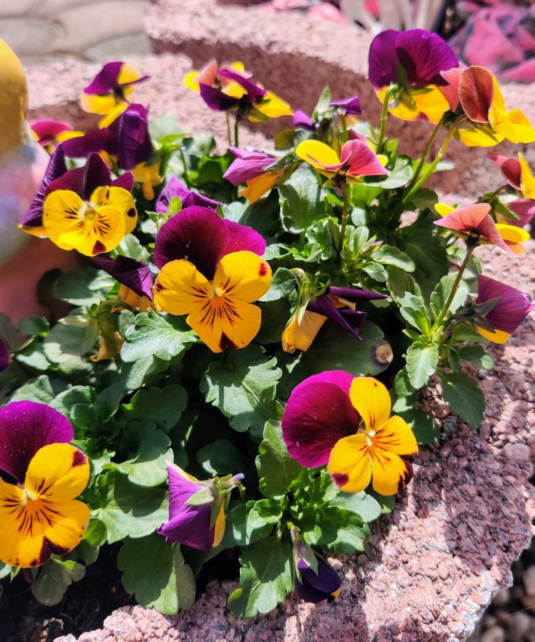 25 Flowers to Grow in March (With Planting Details)