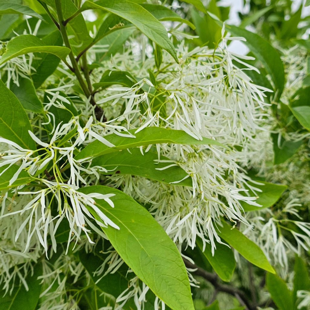 The White Fringe Tree 