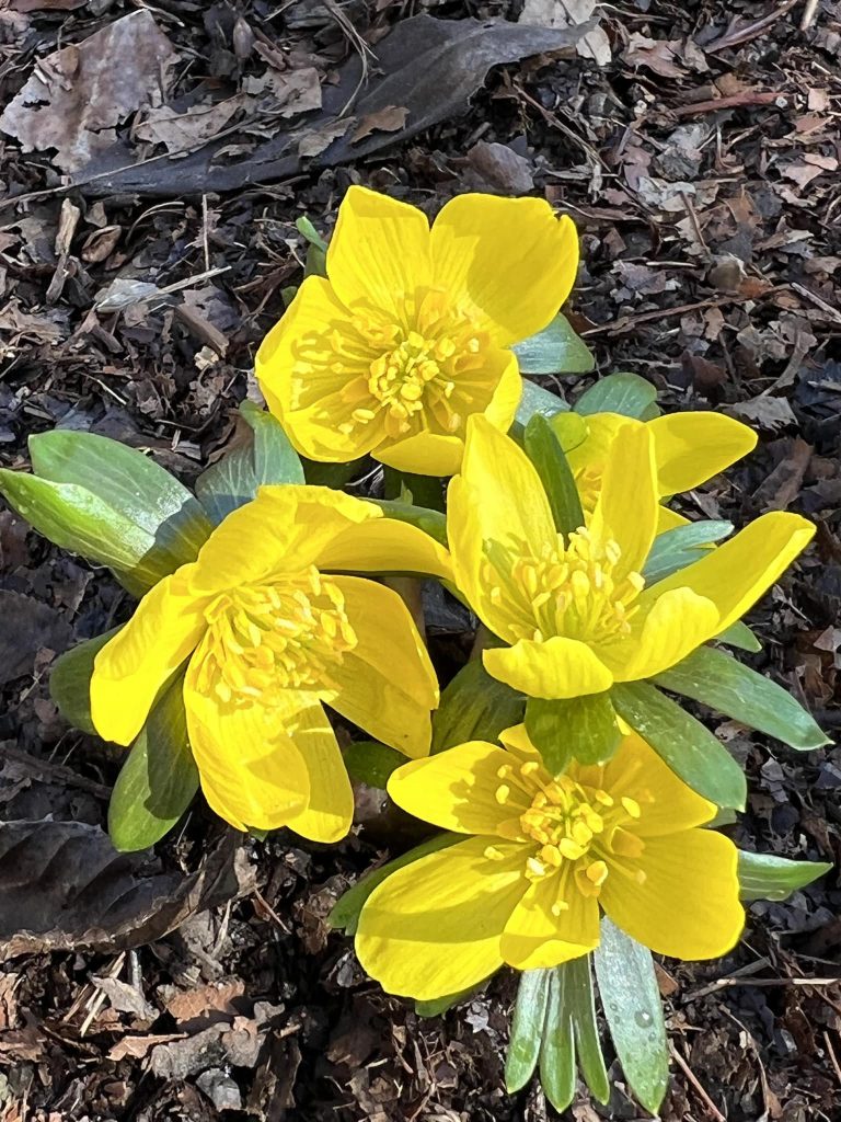 Winter aconite