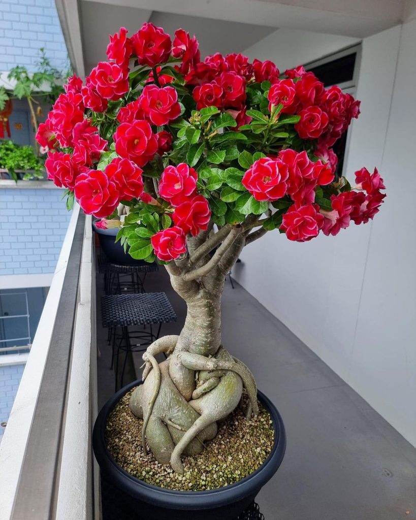 Adenium Flower