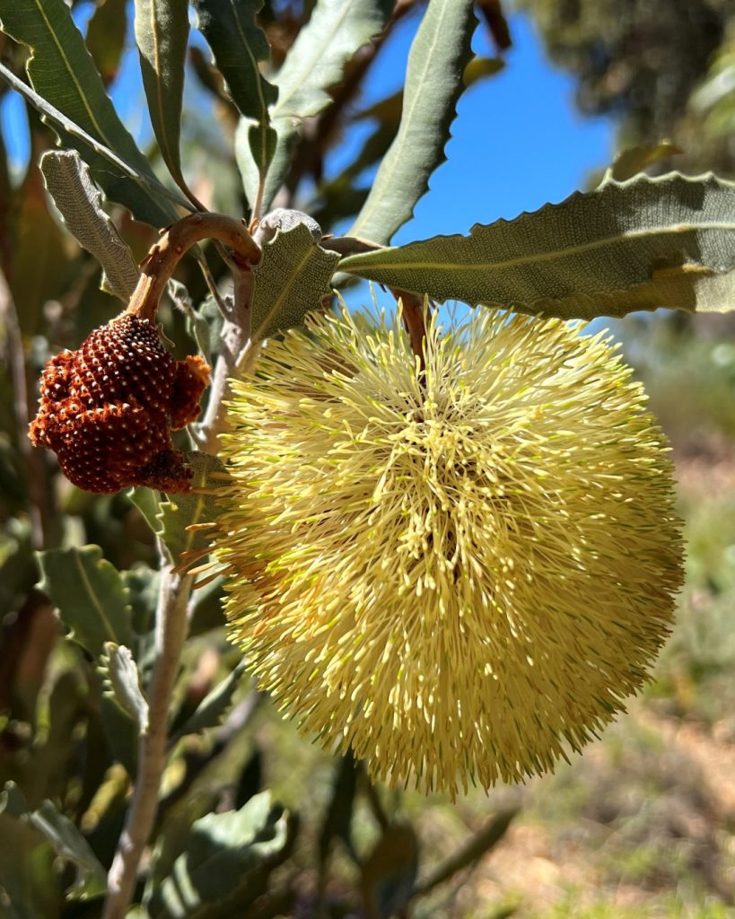 Banksia rosserae
