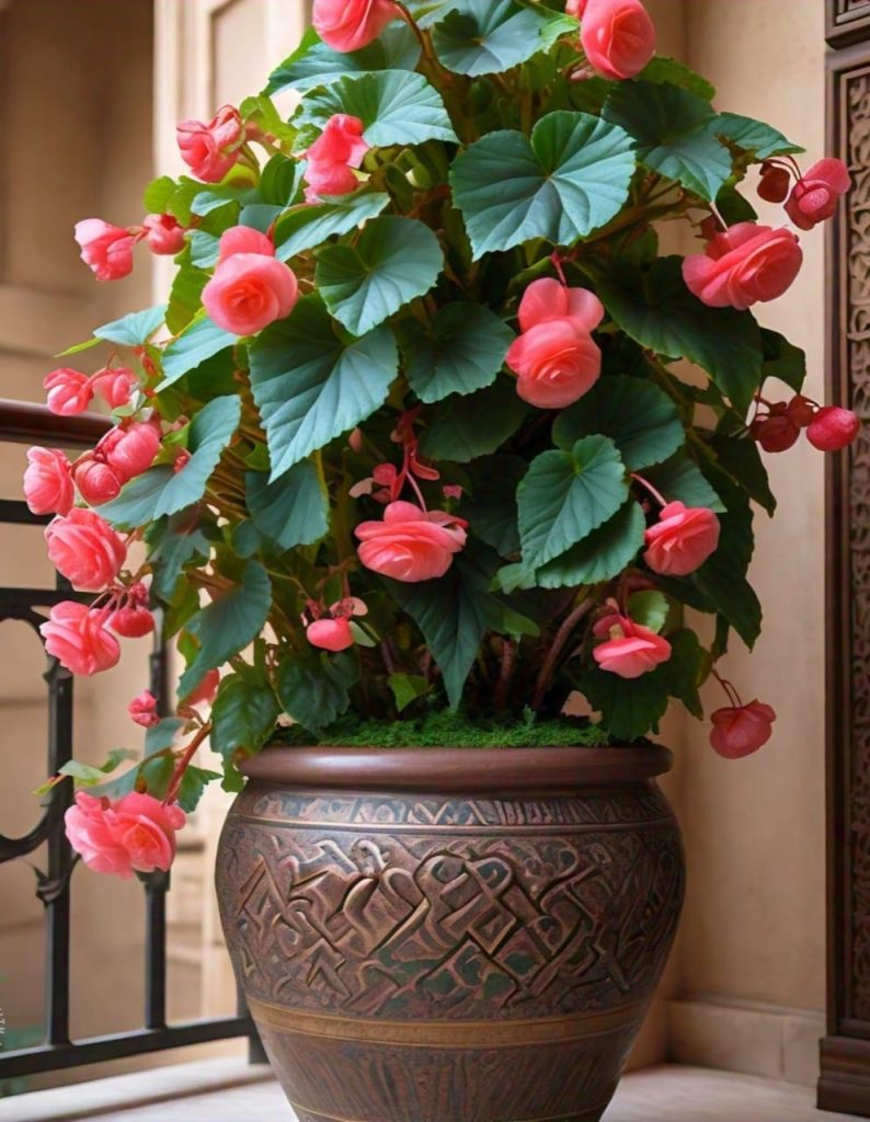 Begonia plant