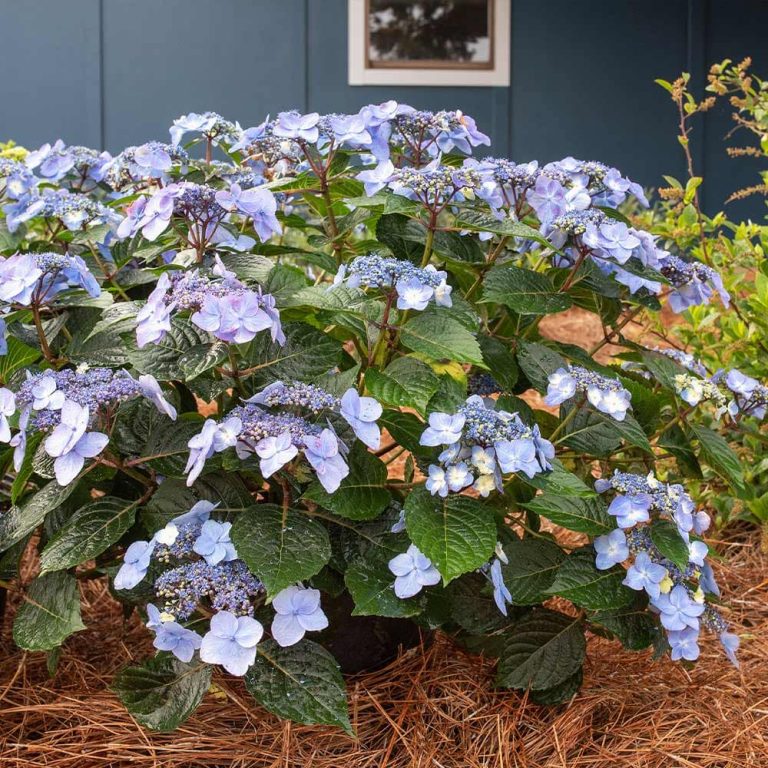 25 Ornamental Shrubs for Landscaping: Identification and Pictures