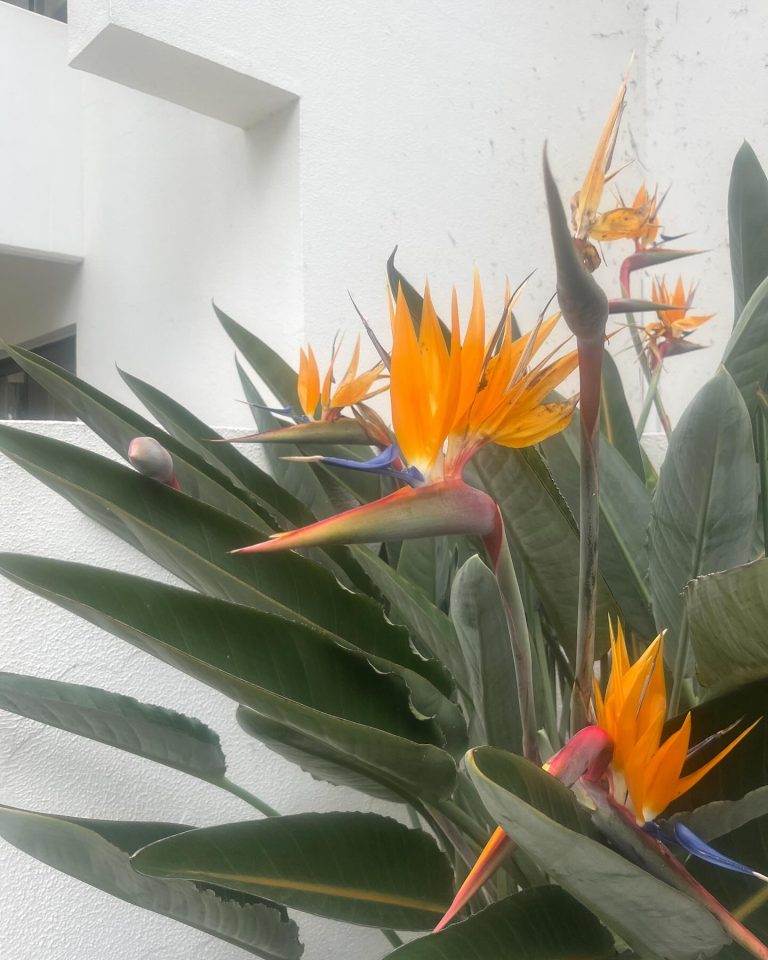 25 Flowers That Look Like Birds (With Details Explained)
