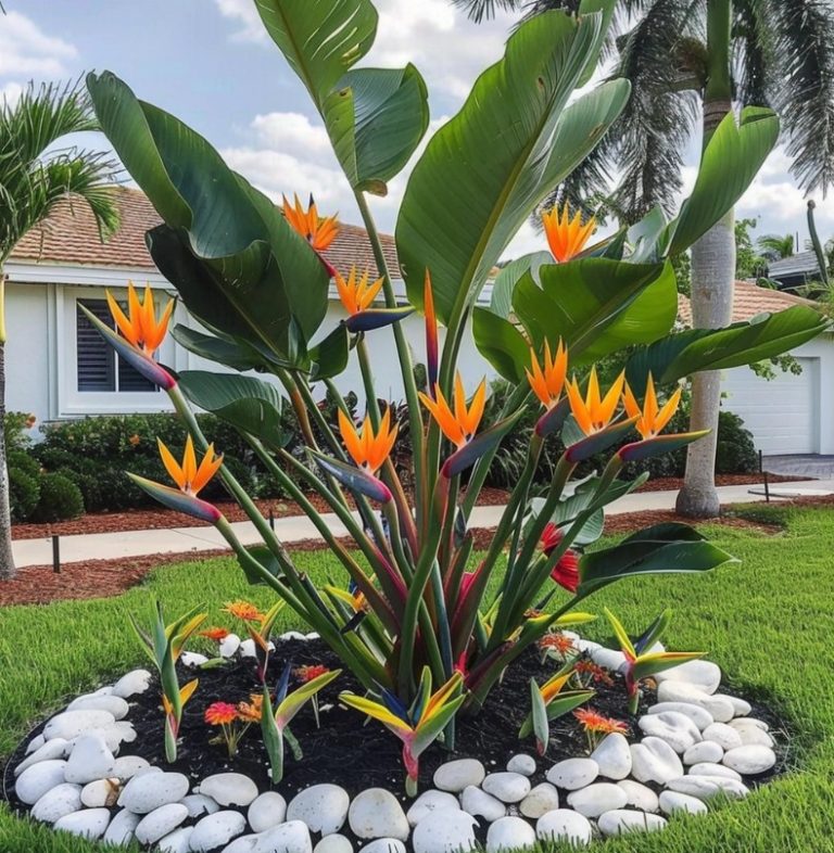 Bird of paradise plant