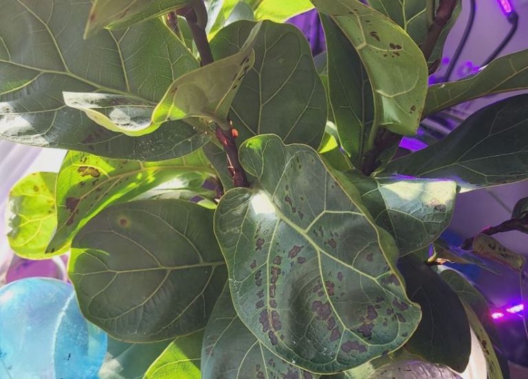 Dark spots on fiddle leaf fig leaves