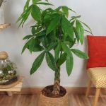 Braided Money Tree