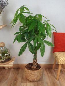 Braided Money Tree