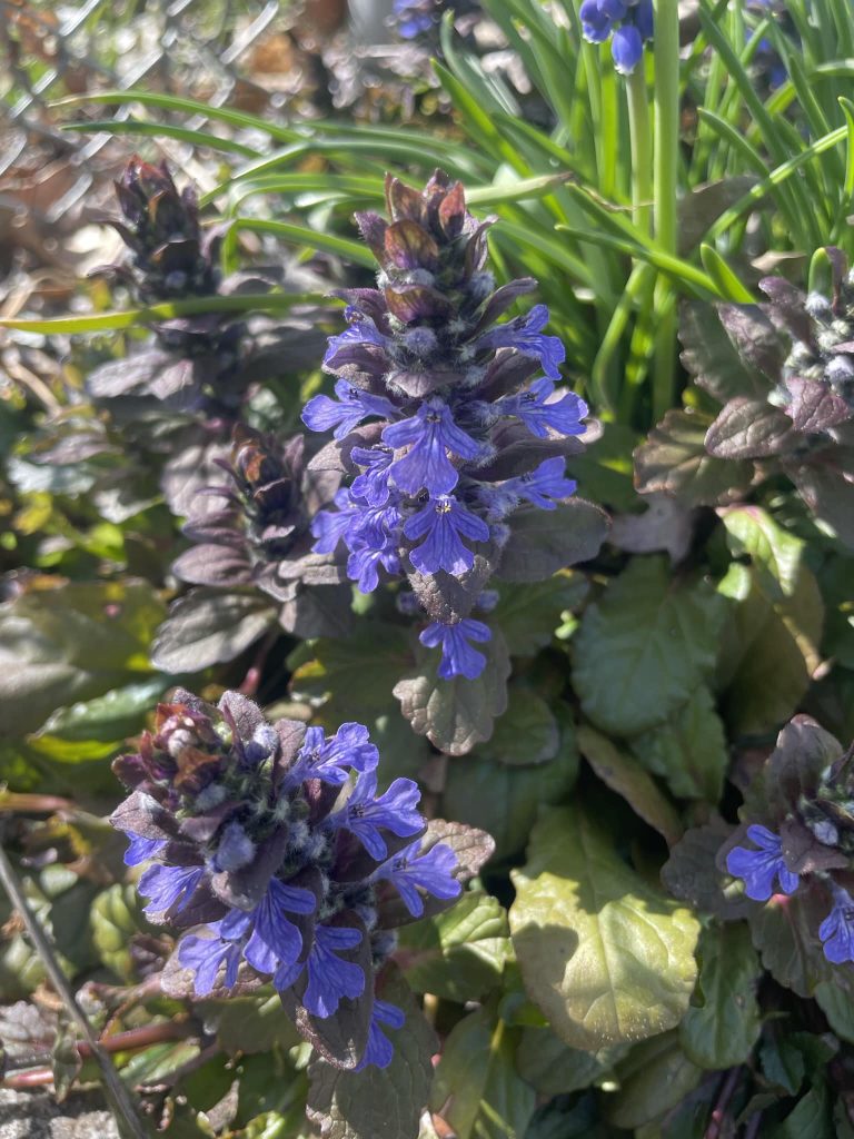 Bugleweed