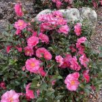 Camellia Sasanqua
