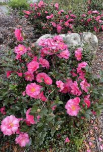 Camellia Sasanqua