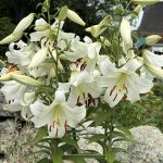 Casa Blanca lilies