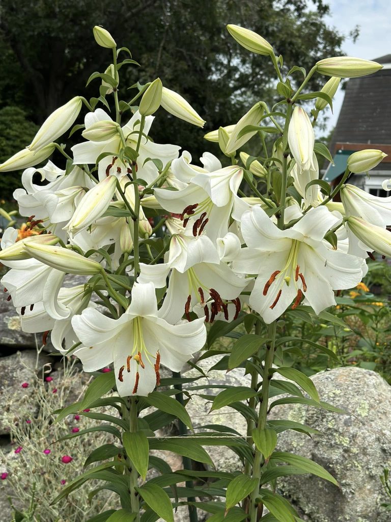 Casa Blanca lilies