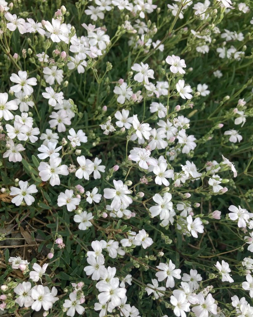 Cerastium tomentosum