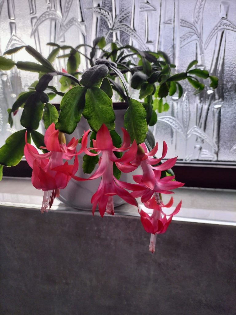 Low light succulents