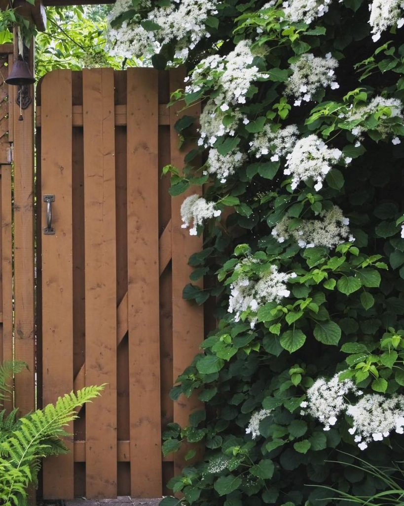 Climbing hydrangeas