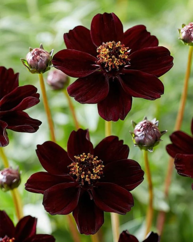 Cosmos atrosanguineus