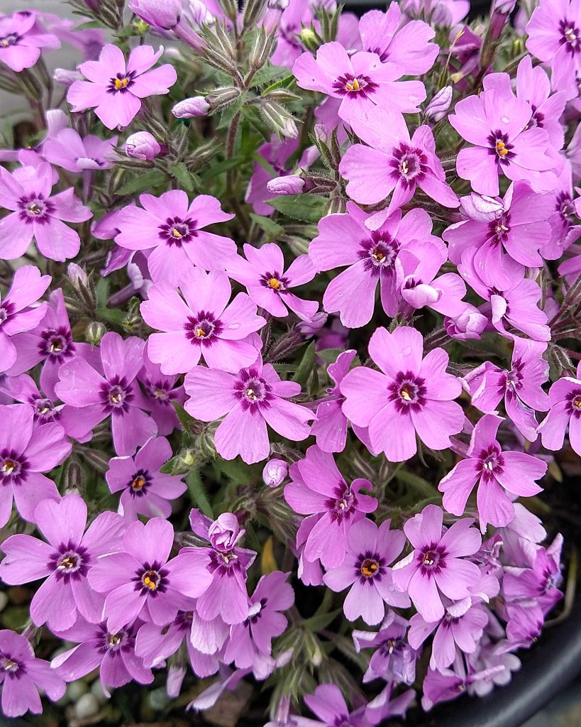 Creeping Phlox