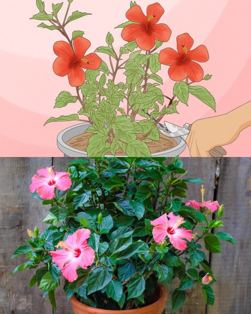 Cutting back hibiscus