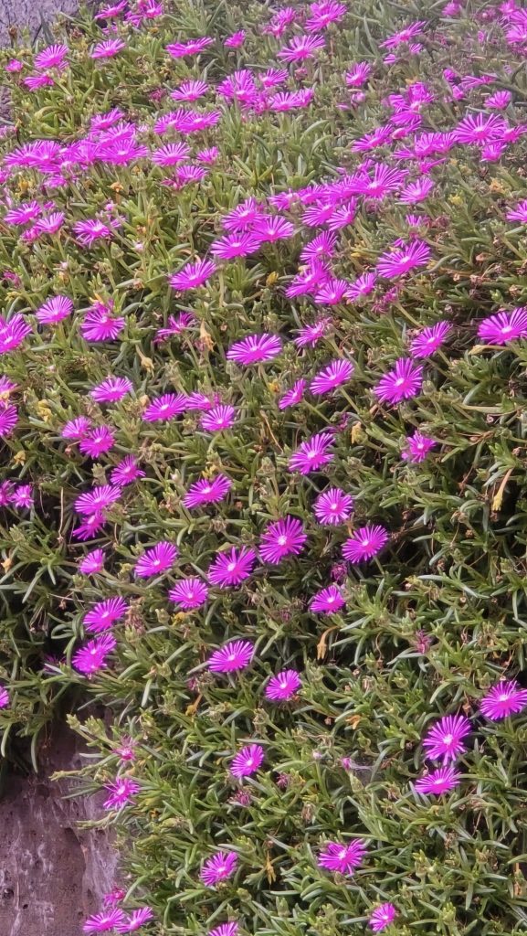 Delosperma cooperi