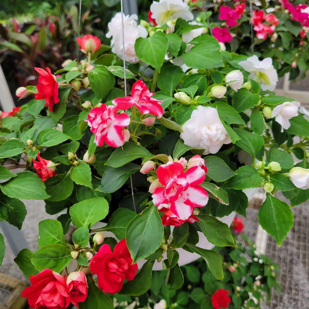 Double impatiens Plants
