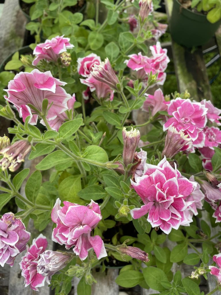 Double petunia