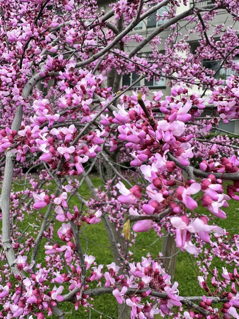 Eastern Redbud Flowers
