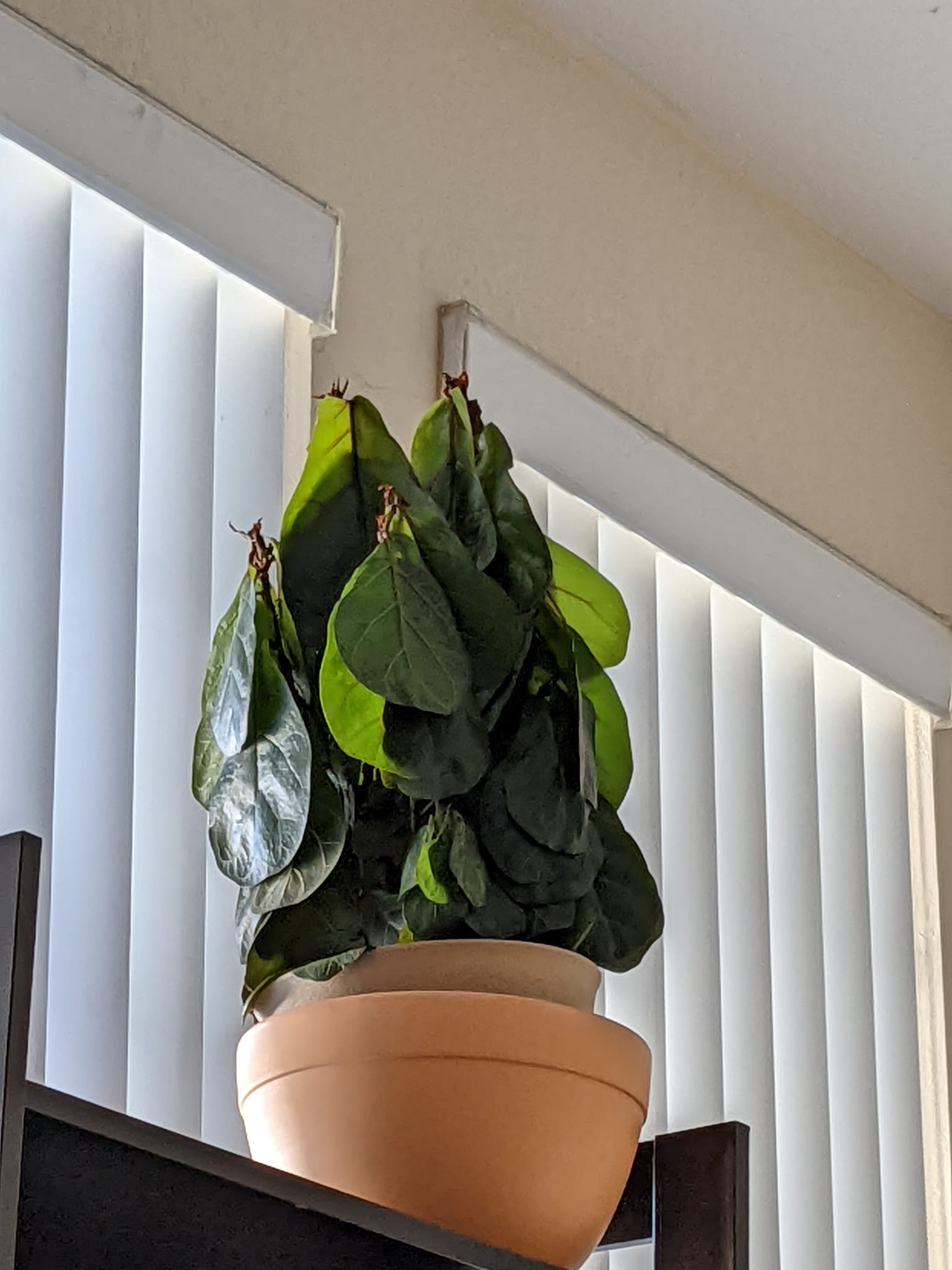 Fiddle Leaf Fig Root Rot: Saving Your Plant From The Silent Killer ...