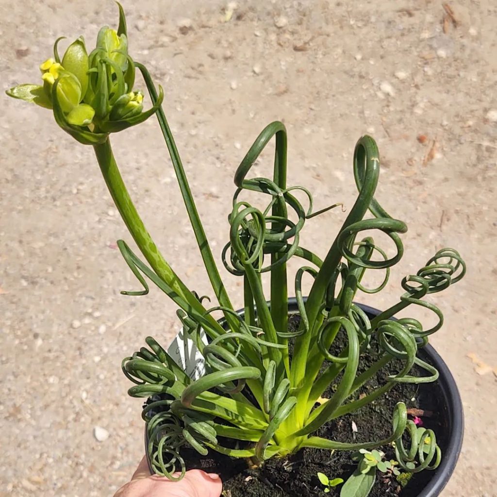 The Fizzle Sizzle Plant