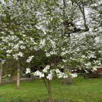 Flowering Dogwood