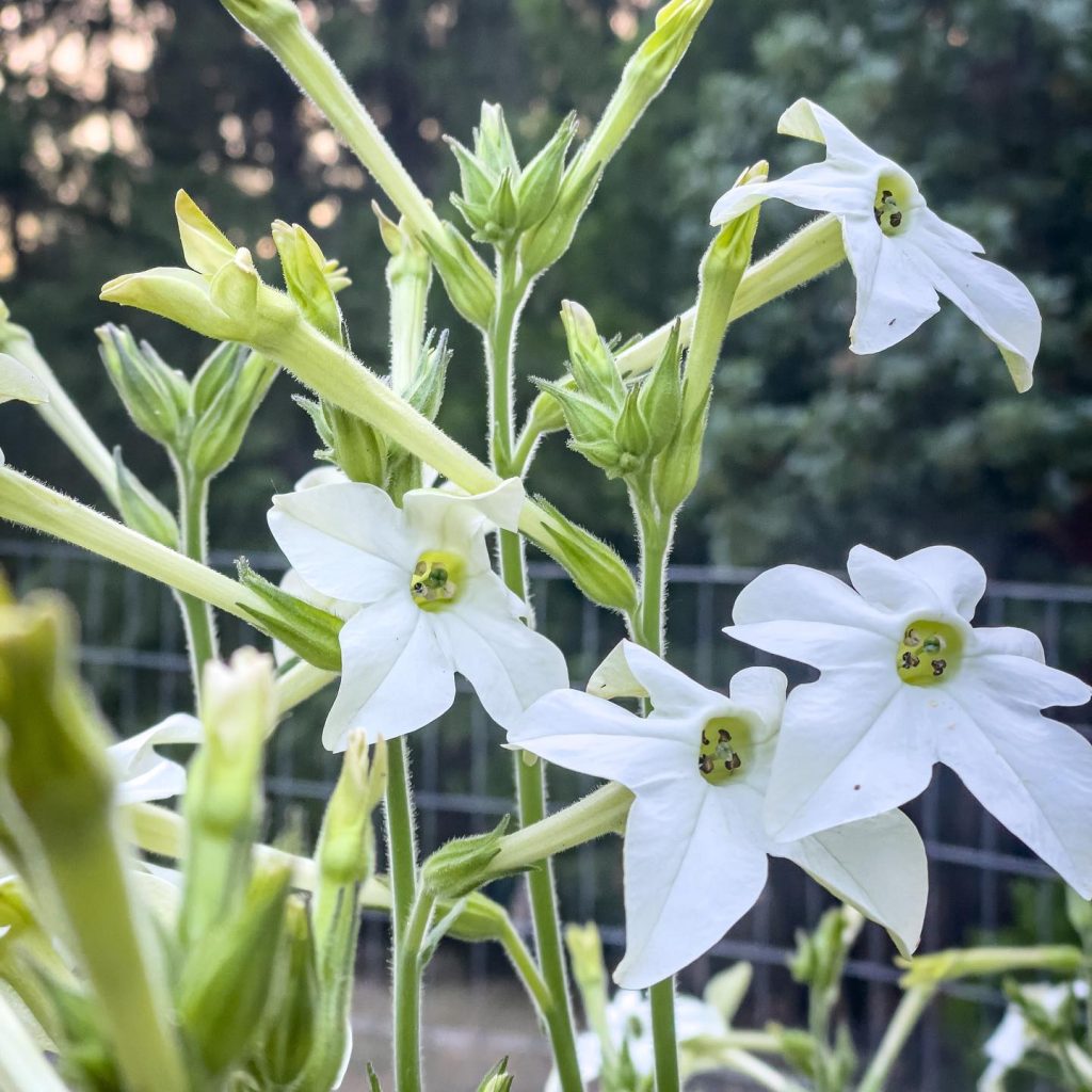Flowering tobacco