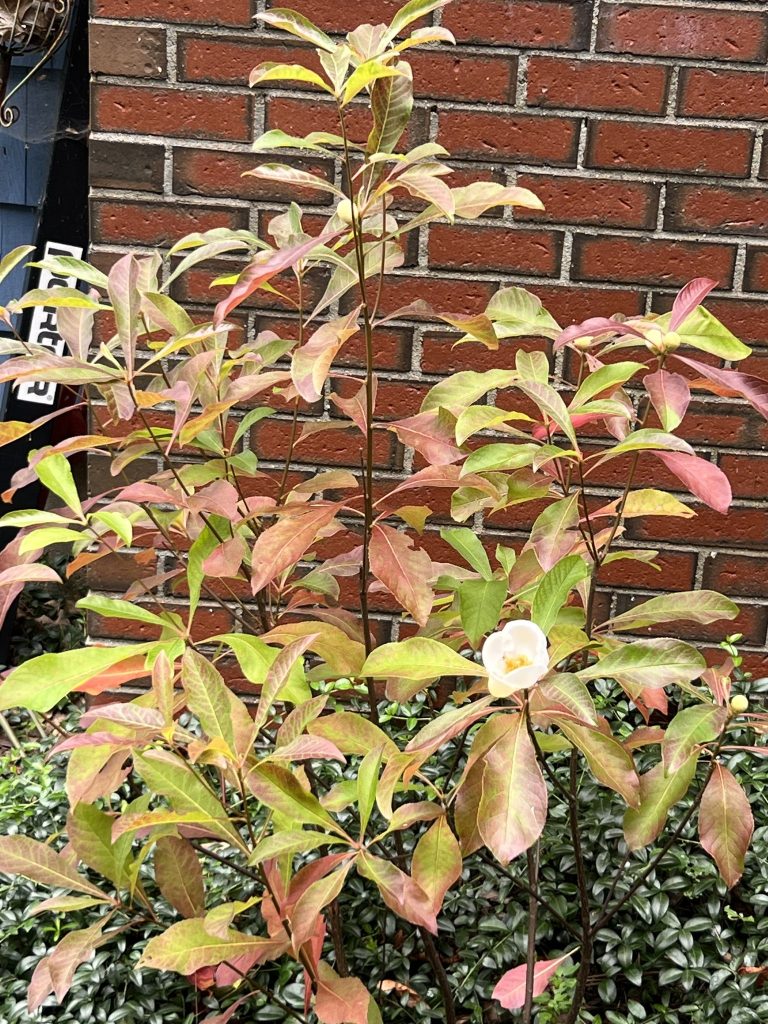 Franklinia alatamaha