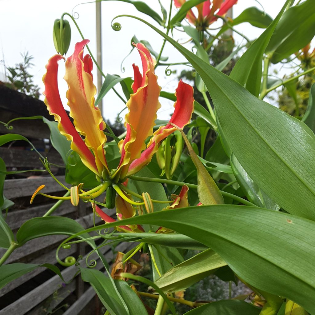 Gloriosa superba
