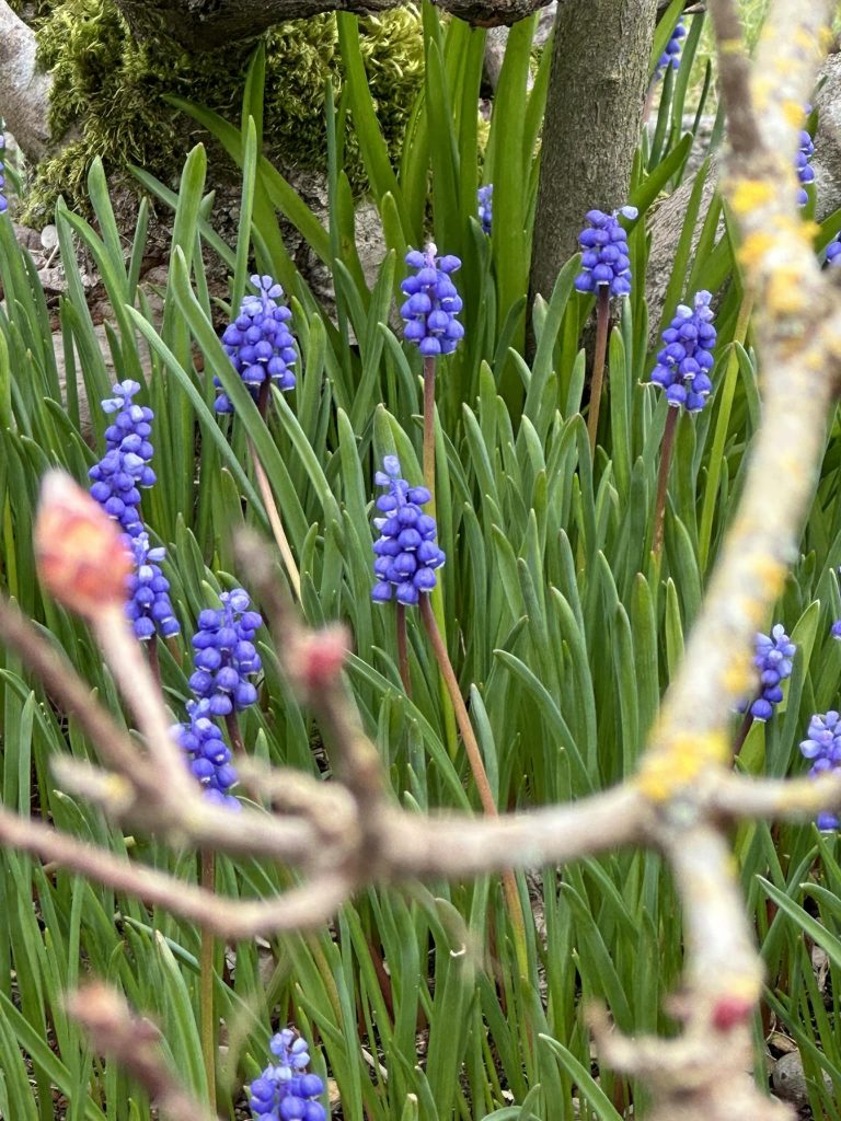 Grape Hyacinth