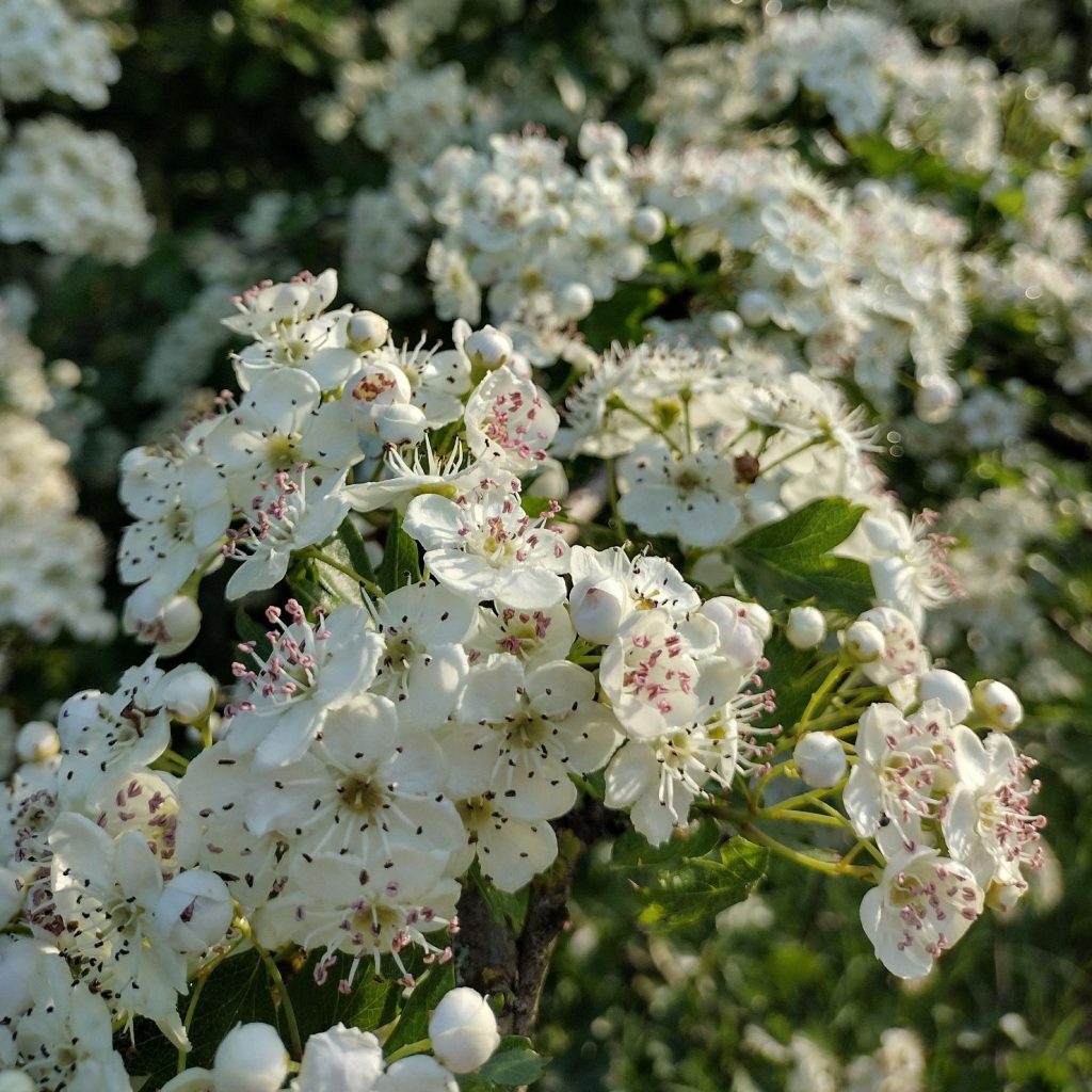 Hawthorn blooms