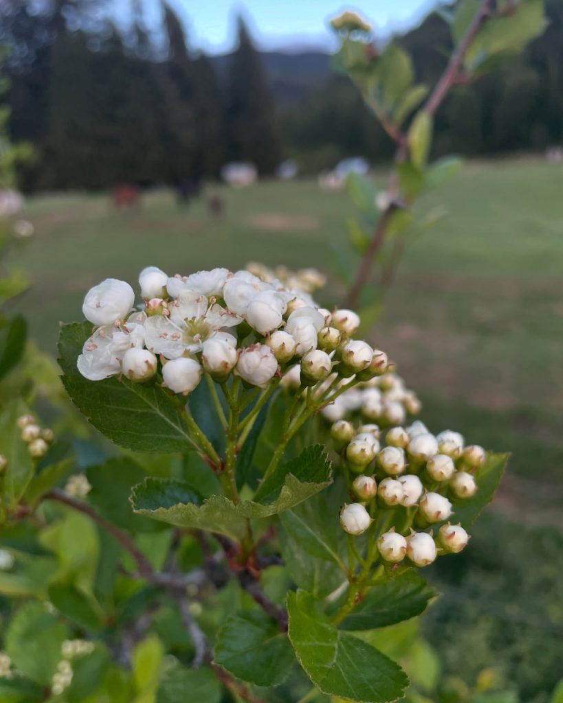 hawthorn blooms