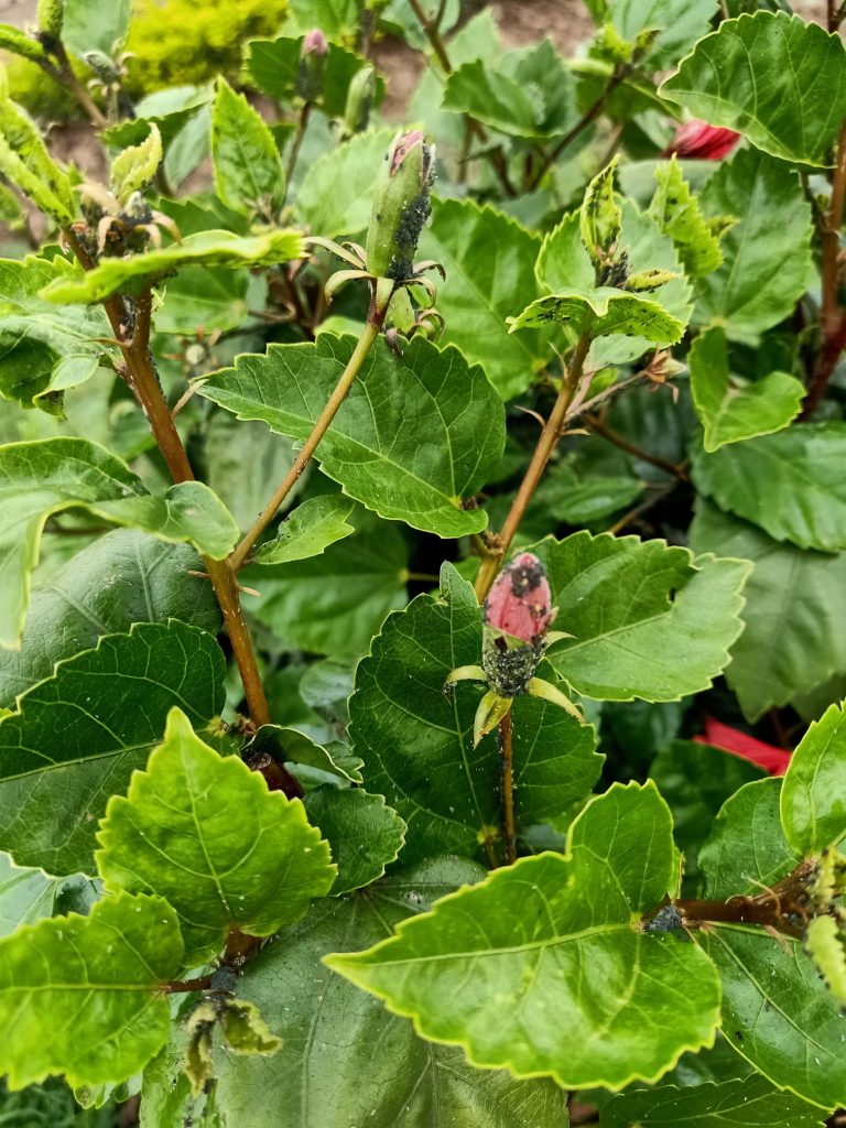 Hibiscus aphids problem 