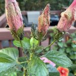 Hibiscus aphids problems