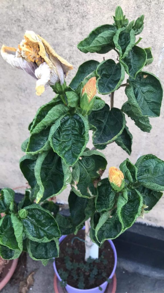 Hibiscus curling leaves