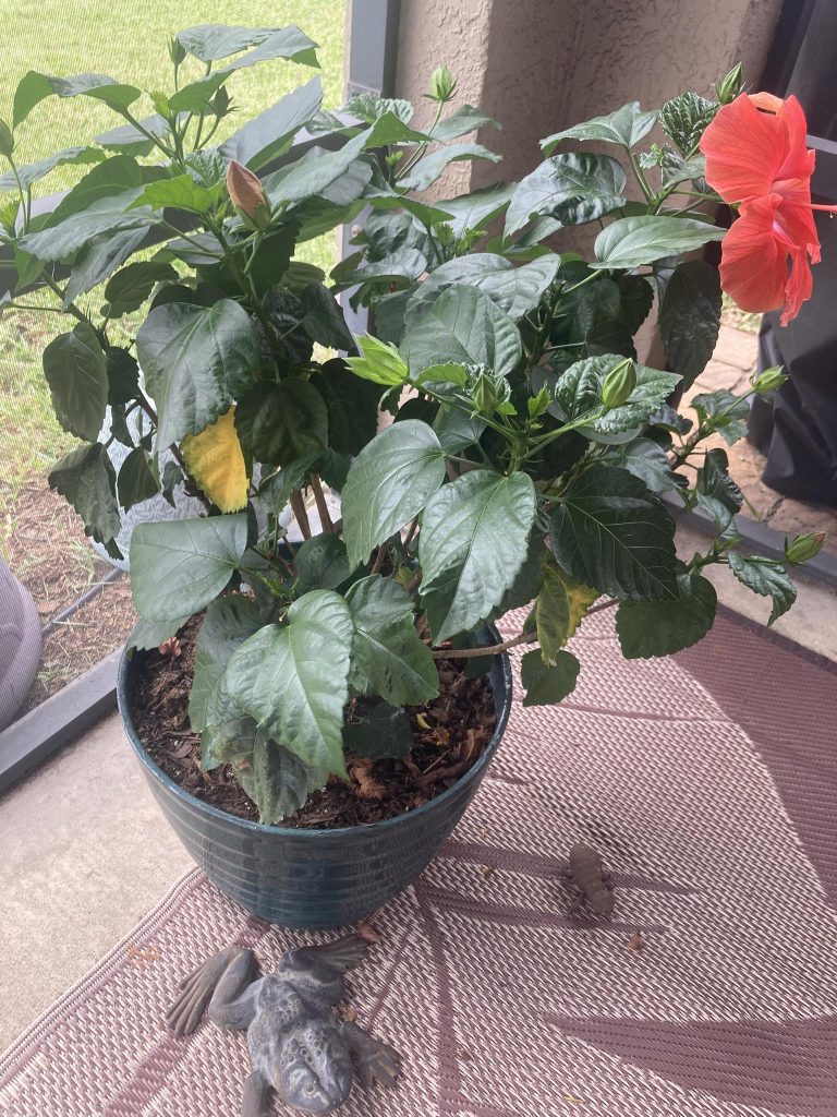 Hibiscus leaves falling off