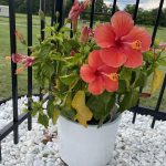 Hibiscus common problems