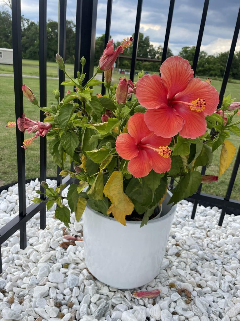 Hibiscus common problems