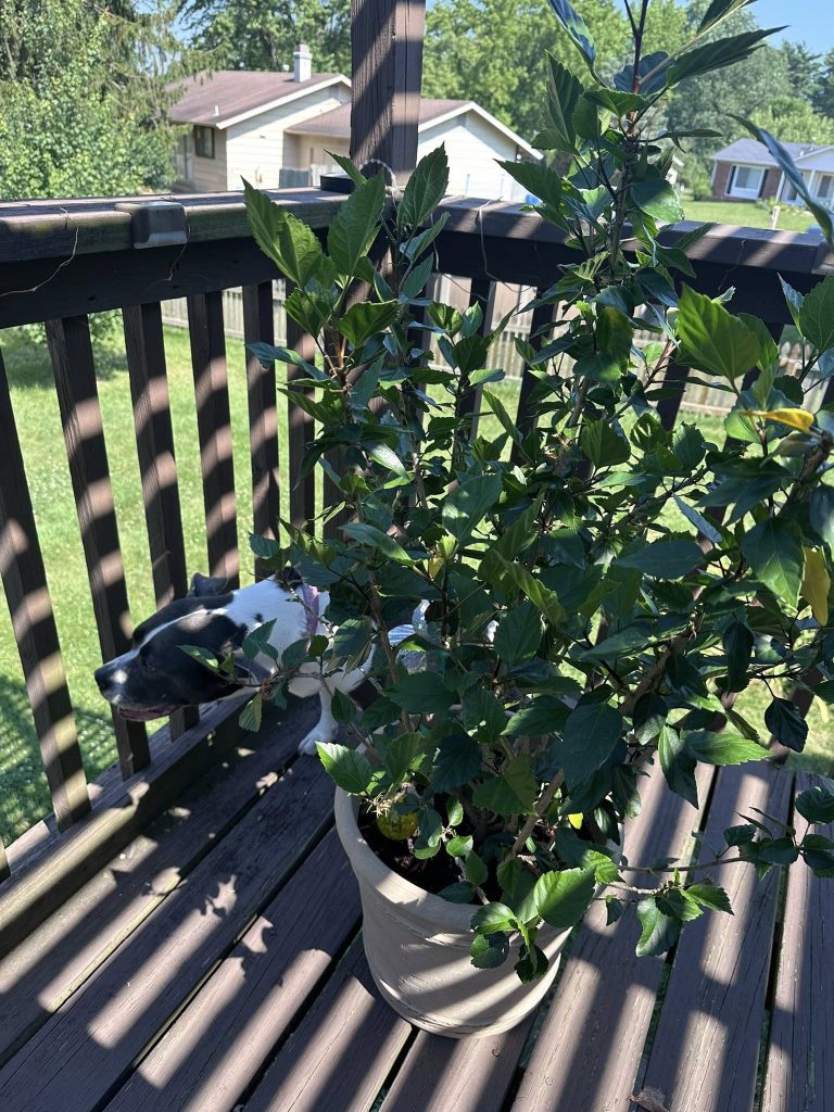 Hibiscus not bloomimg