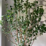 Hibiscus not blooming