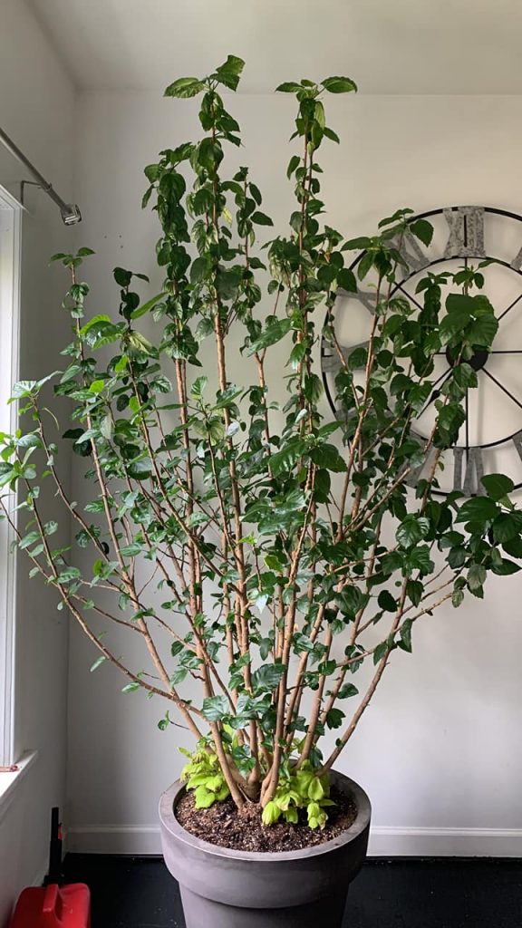 Hibiscus not flowering