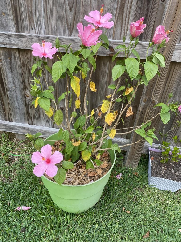 Hibiscus common problems