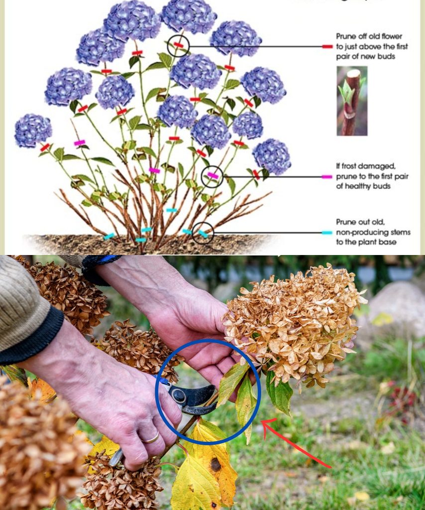 How to deadhead hydrangeas
