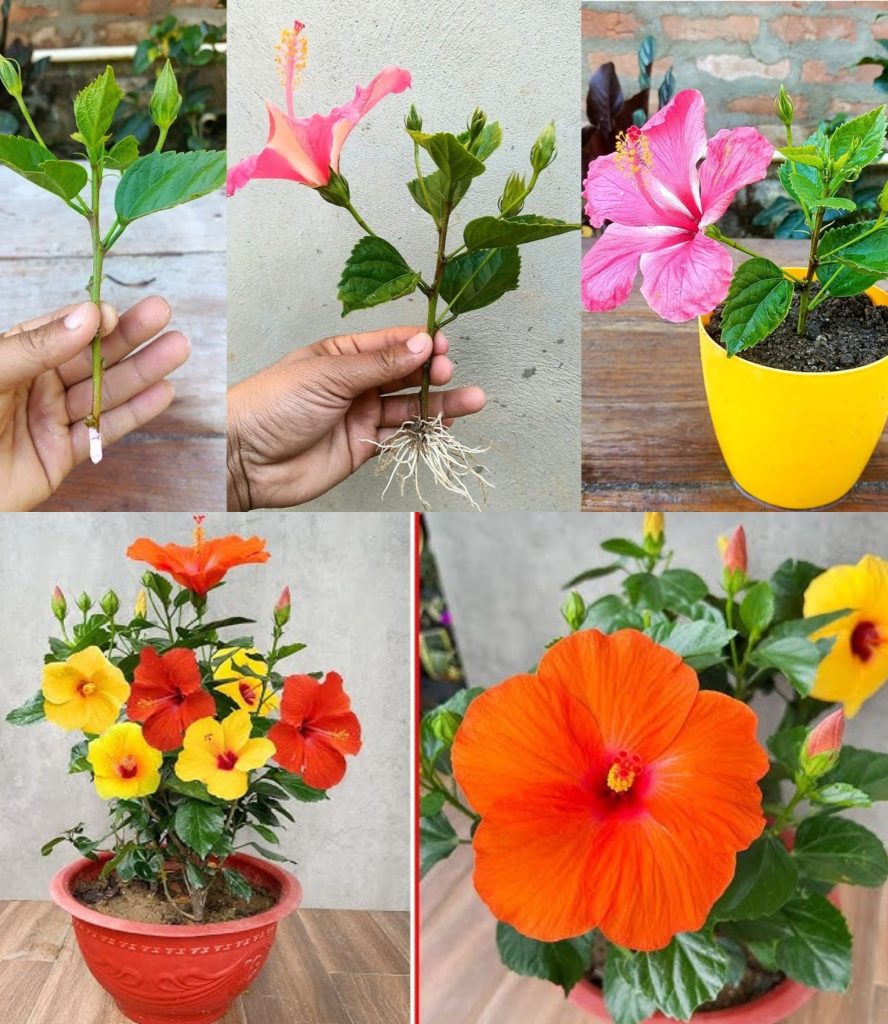 How to propagate hibiscus