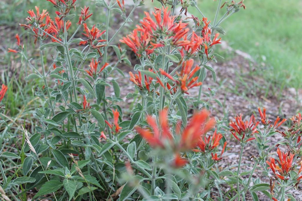 The hummingbird bush