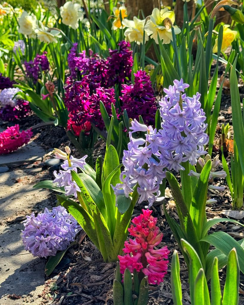 Hyacinths